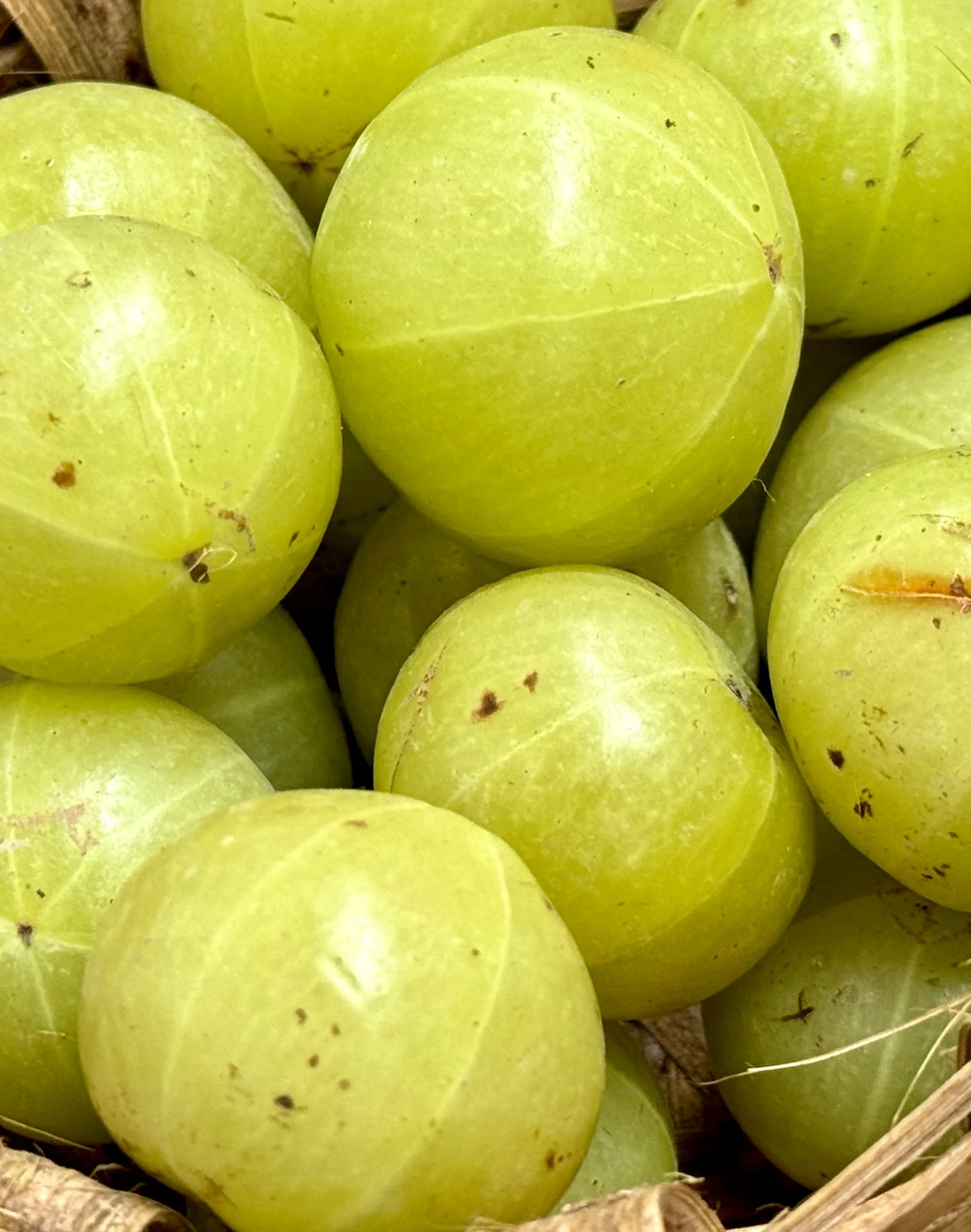 Shampooing Amla Volume Recharge - Image 5